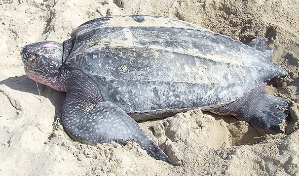 Leatherback Turtle