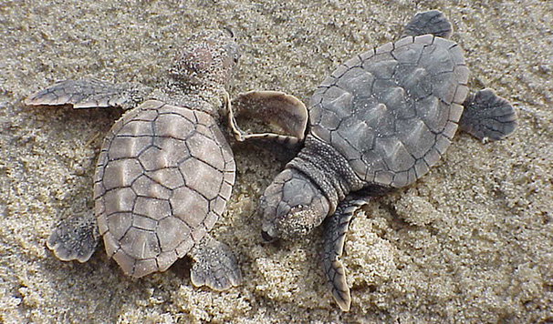 Loggerhead Hatchlings