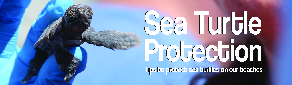 Sea Turtle Protection - tips for protecting sea turtles on our beaches