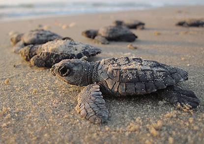 Sea Turtle Hatchlings