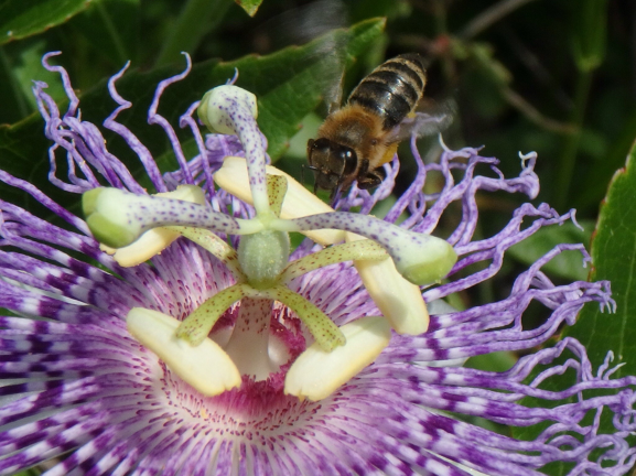 bee in flower