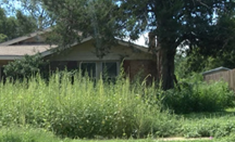 House with Excessive Overgrowth of Grass and Weeds