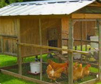 Chickens in a coop