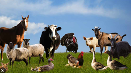 Farm animals (horses, cows, sheep, ducks, roosters)