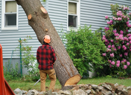 man cutting down a tree