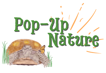 pop-up nature logo web