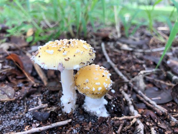 yellow mushroom