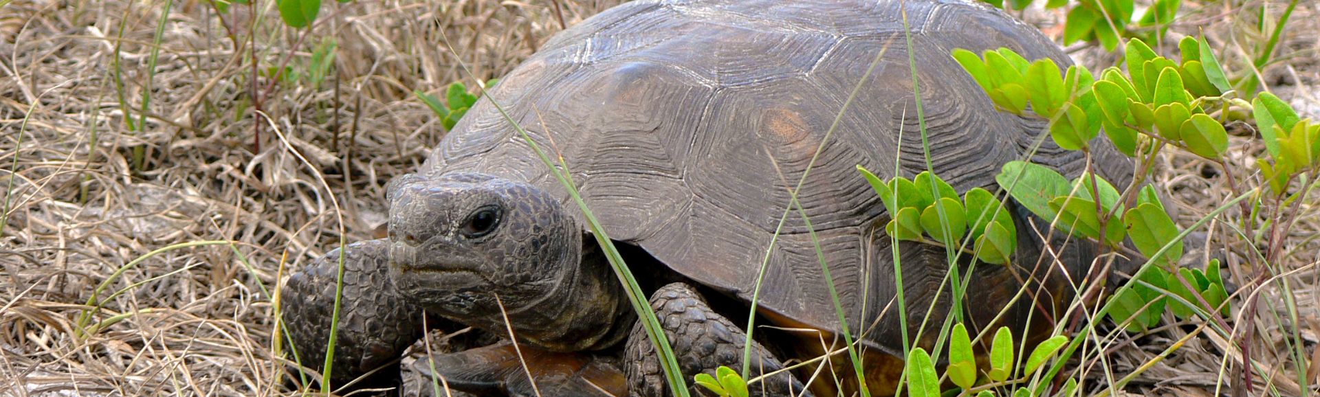 Gopher Tortoise