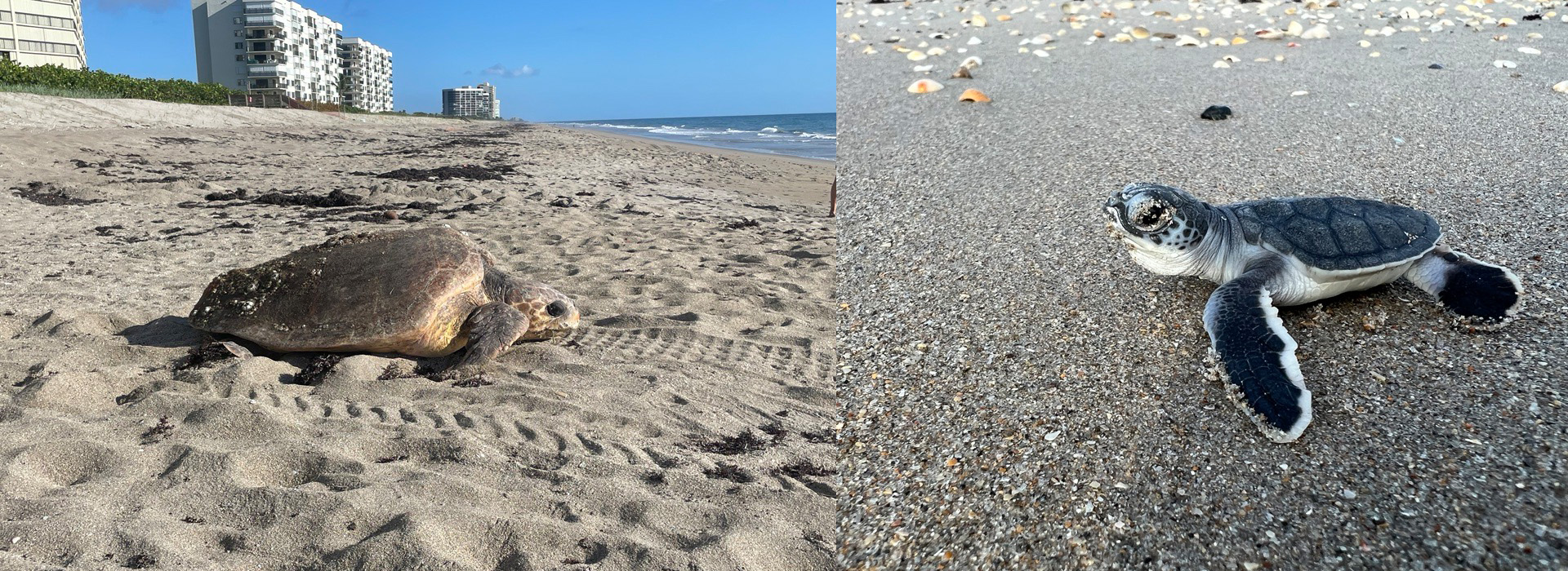 sea turtles on st lucie county beaches