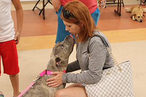 gray dog kissing new owner