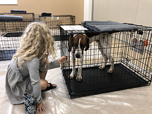 small girl with hound dog in cage