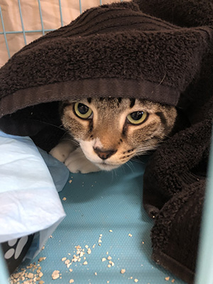 tabby cat under towel