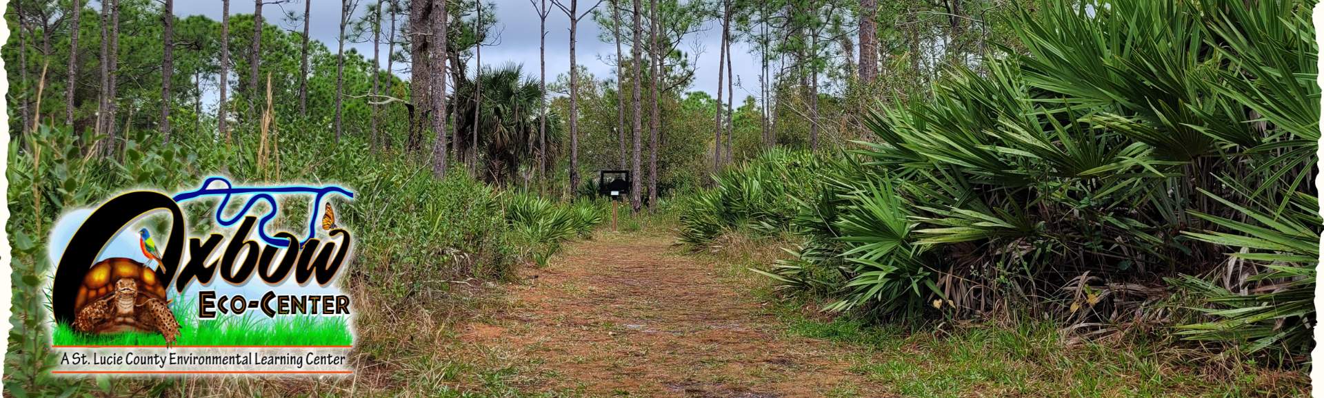 trail through the forest