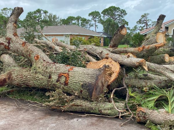 Large debris pile