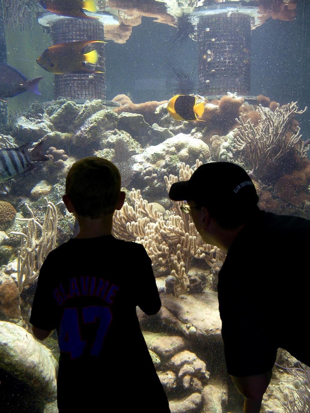 SLC Aquarium large tank shadows