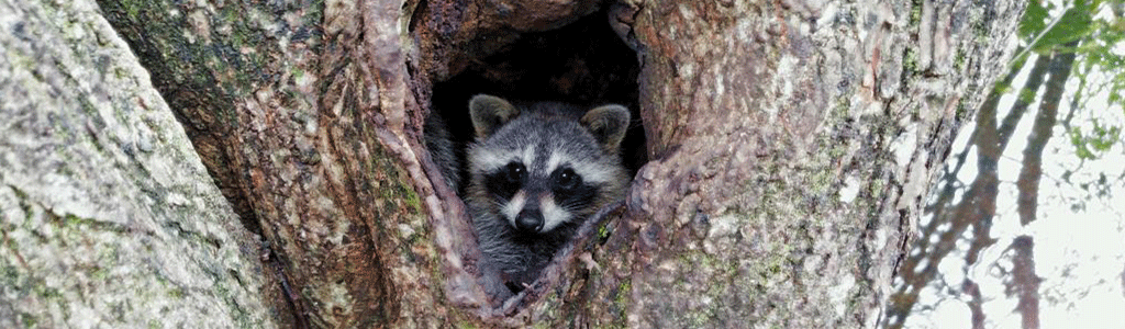 Raccoon in Pond Apple