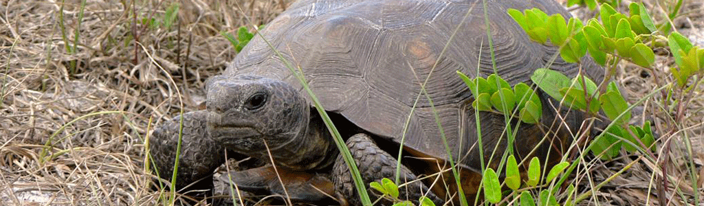 Bluefield_Ranch_MM_Gopher Tortoise