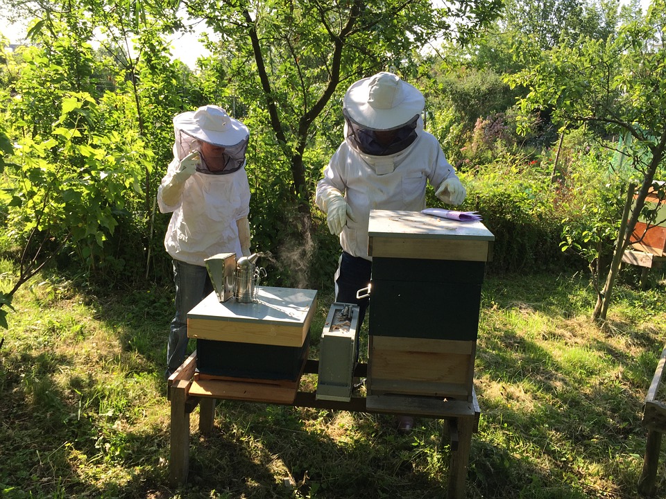 Two beekeepers with hives