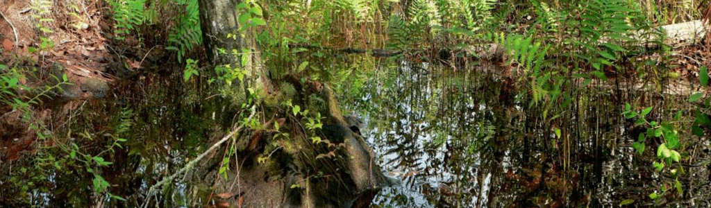 Cappar Trail Baygall Slough