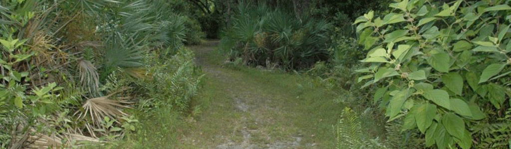 Trail at D.J. Wilcox preserve